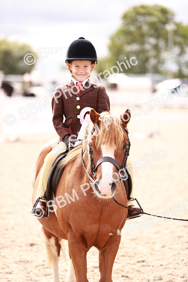 SBM_18343 - Class 417 - Handsome Gelding (IH or Ridden - JNR)