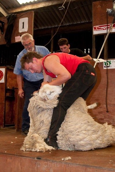 6 - Shearing Competition
