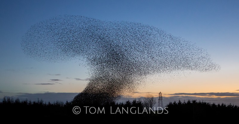 Starlings - Starlings and Murmurations