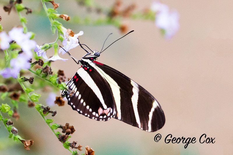 Postman - Heliconius melpomene