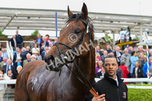 150525-Pride Of Arras-4827 - Race 4 3.45pm Al Basti Equiworld Dubai Dante Stakes