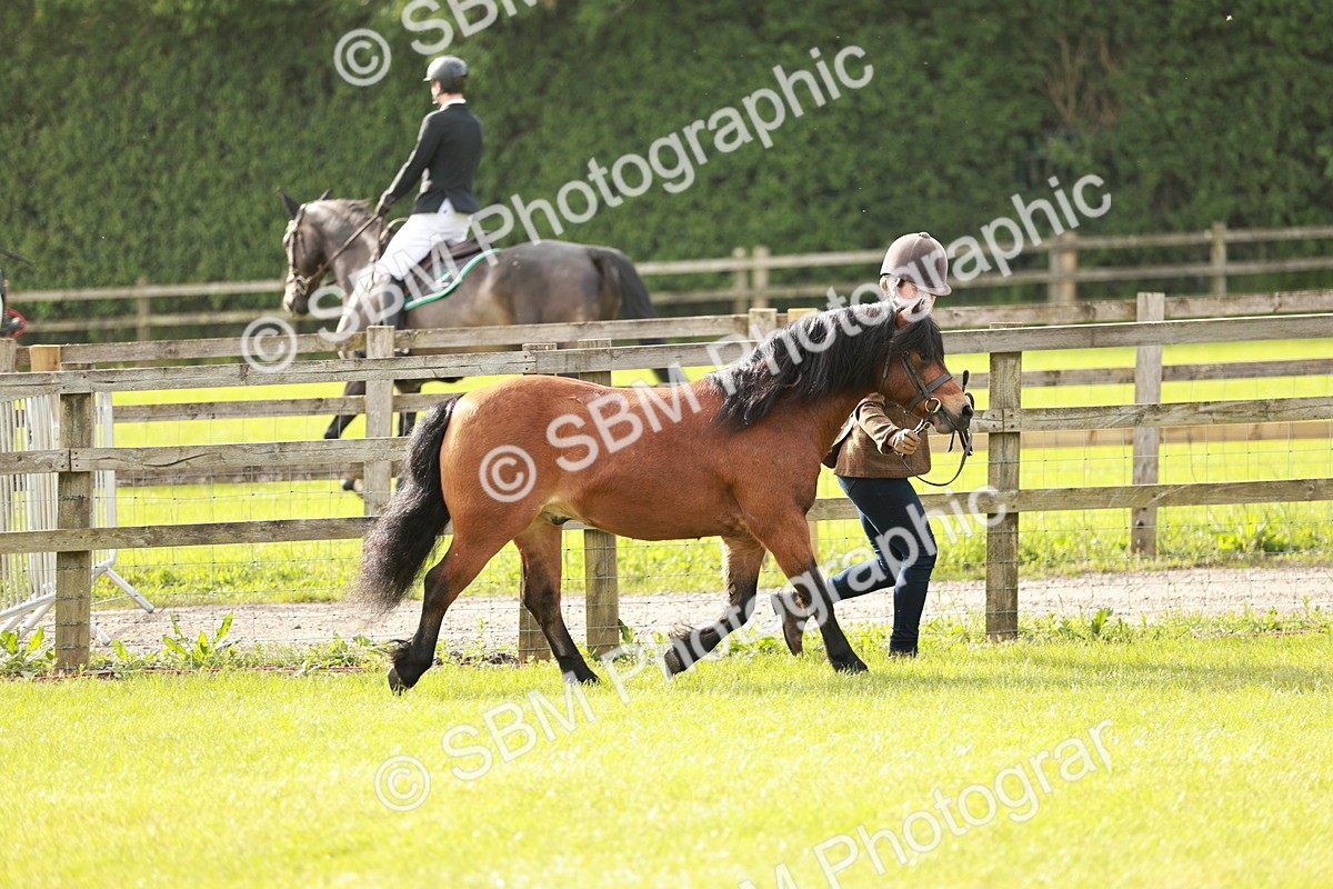 SBM_00448 - Class 14-23 - Mountain & Moorland In Hand Non Welsh