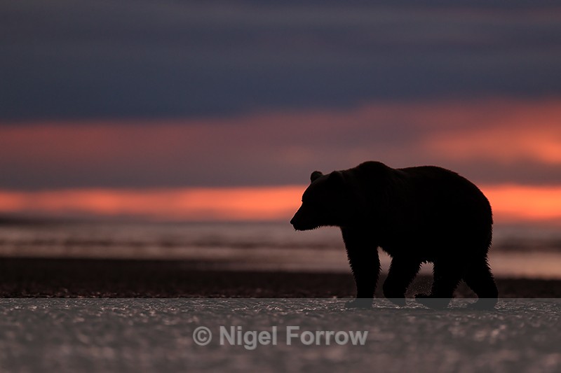 Grizzly Bear sunrise on beach, Lake Clark NP, Alaska - Brown Bear