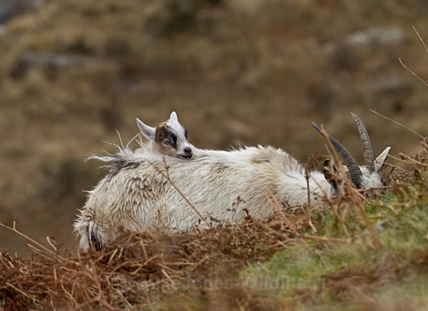 WELSH MOUNTAIN GOATS - MOUNTAIN GOATS (WELSH)