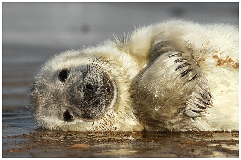 Claws - The British Wildlife Photography Awards 2009 to 2014