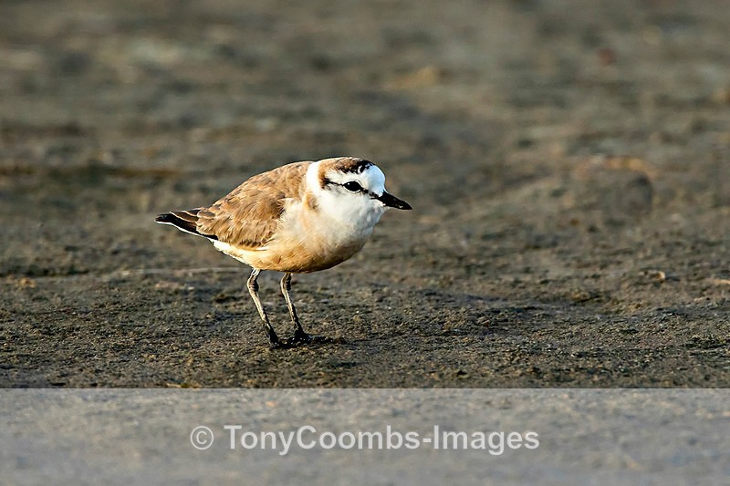 White-fronted Plover - The Skeleton Coast