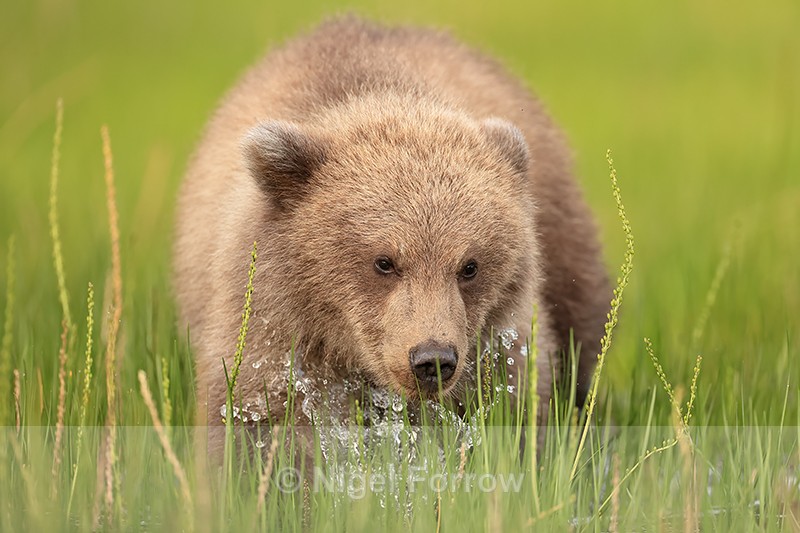 Grizzly Bear cub close splashing, Lake Clark National Park, Alaska - Brown Bear