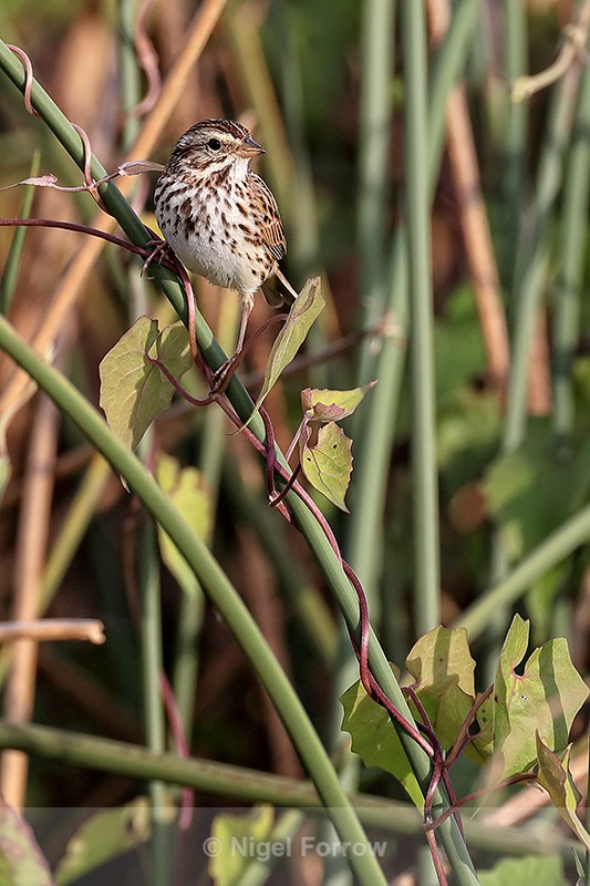 Savannah Sparrow, Viera Wetlands, Florida - Savannah Sparrow