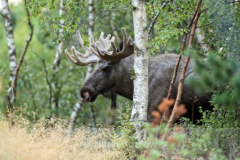 Moose (male) appears from forest, Flatanger, Norway - Deer