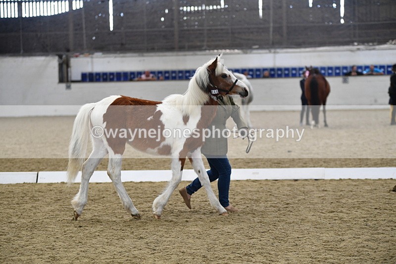 WJ5_4961 - Class 7 In hand coloured / odd coloured