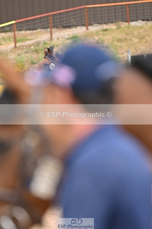 250716-150843-01690 - Trot Up 2.30 to 3.30