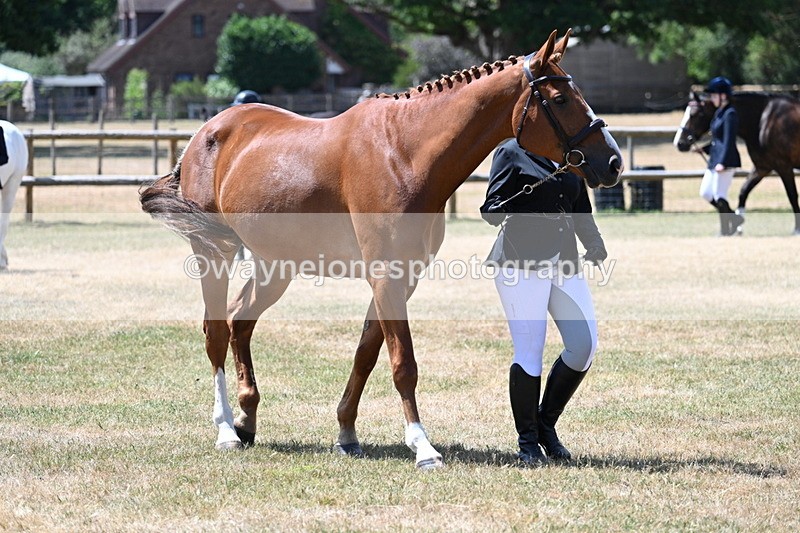 WJ7_2425 - Class 5a Most Handsome Gelding in hand (above 14.2hh)