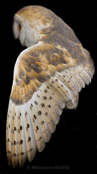 'BARN OWL' - FAVOURITES WILDLIFE GALLERY. Selected images from the wildlife collections.