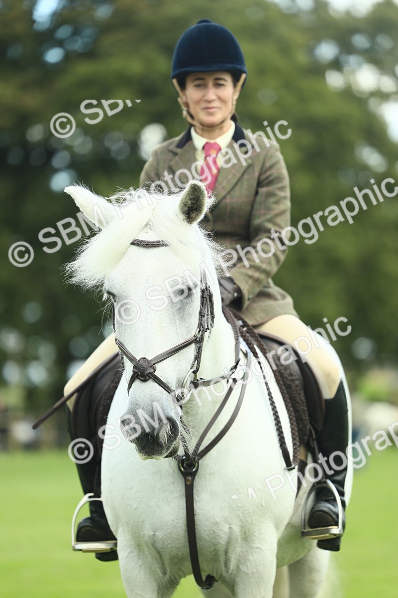 SBM_42177 - S29 - Novice & Newcomers Working Hunter Pony