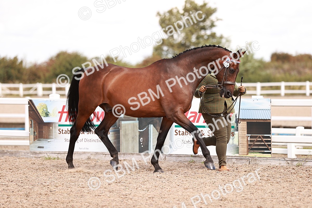 SBM_14180 - Class 407 - IH Hack Riding Horse