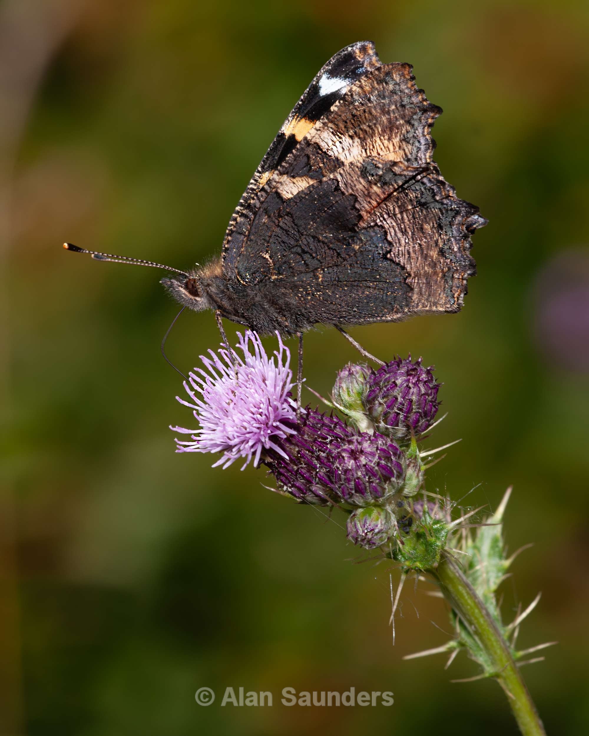 Small Tortoiseshell 2