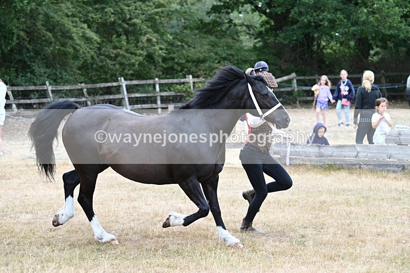 WJ7_8412 - Class 4 Prettiest Mare up to 14.2hh