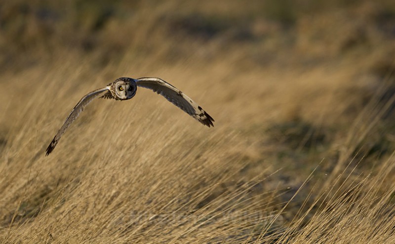 Short eared owl - SHORT EARED OWLS