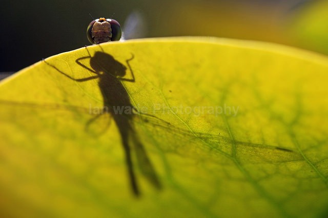 Dragonfly shadow on a Lilly_Somerset_009 - Reptiles, amphibians & pond life, Great Britian