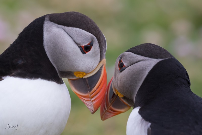 Puffen Love 2 - Puffins