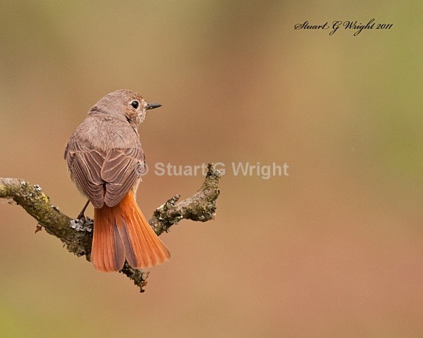 218 - Flycatchers, Redstarts & Stonechats