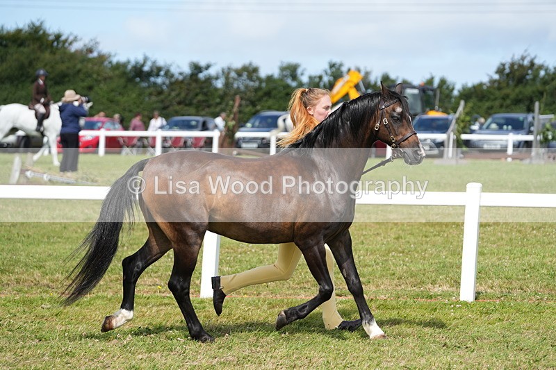 DSC05448 - Class 50: NPS M&M 4 years and over Small Breeds