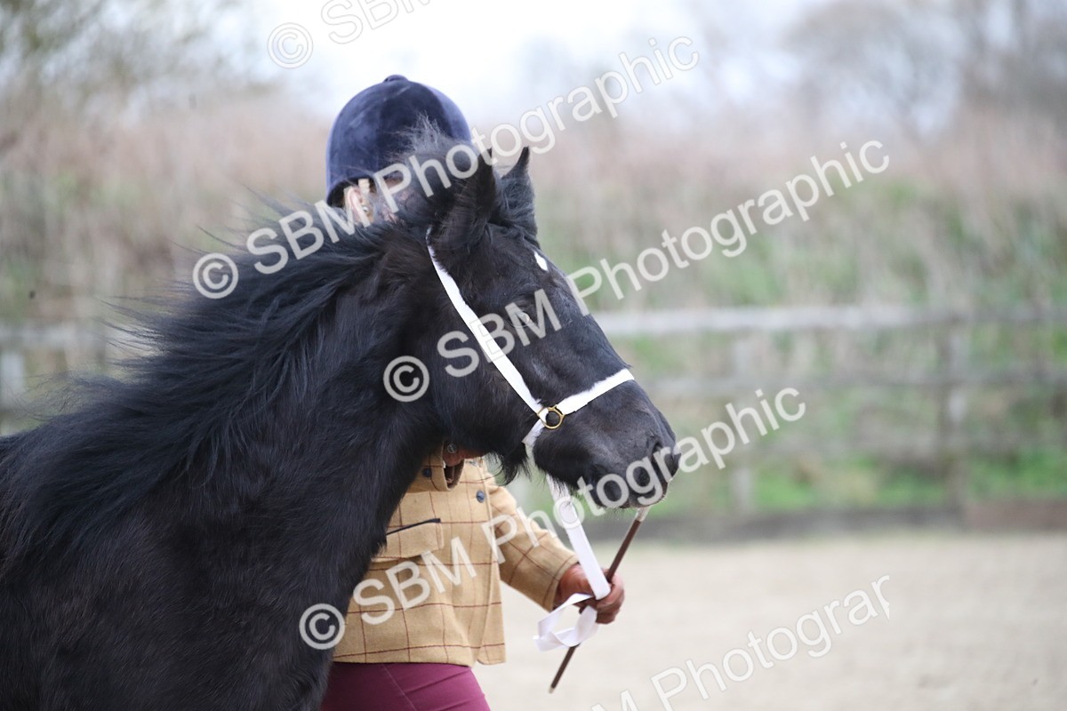SBM_003964 - Class 1-4 - Young Stock classes Inc. In Hand Championship