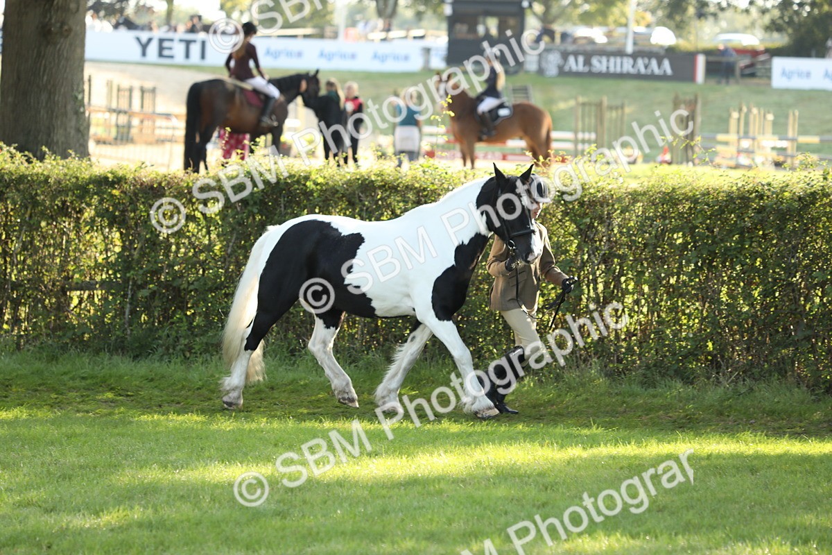 SBM_60890 - S43 - Coloured Pony In Hand