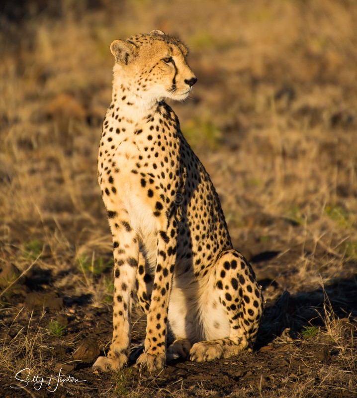 Cheetah Mother 2
