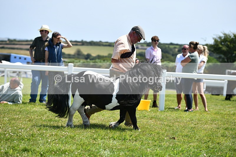 DSC_7604 - Class 64: Coloured Pony 4yrs & over