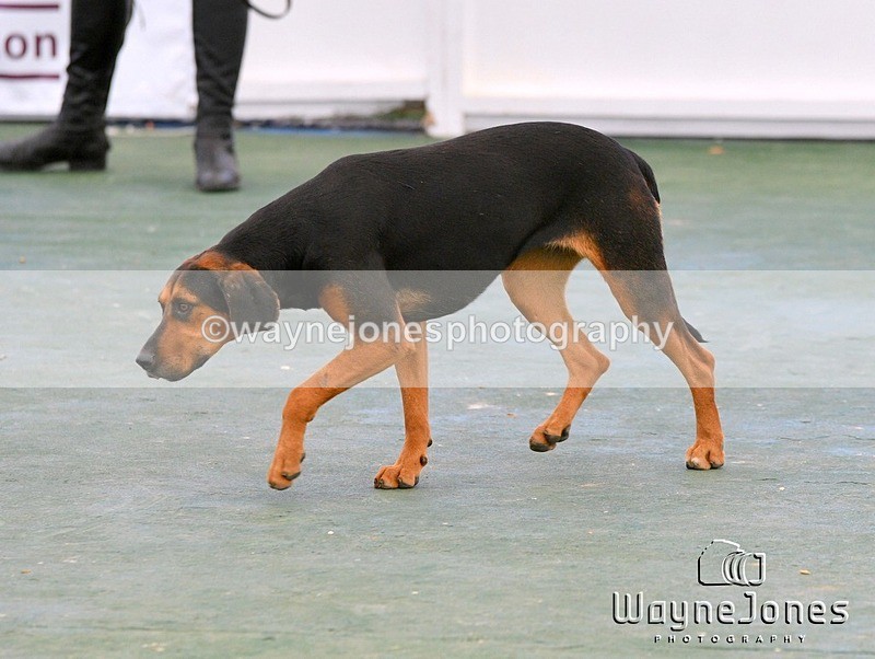 WJ5_0969 - Berks & Bucks at the Great Yorkshire Show 2025