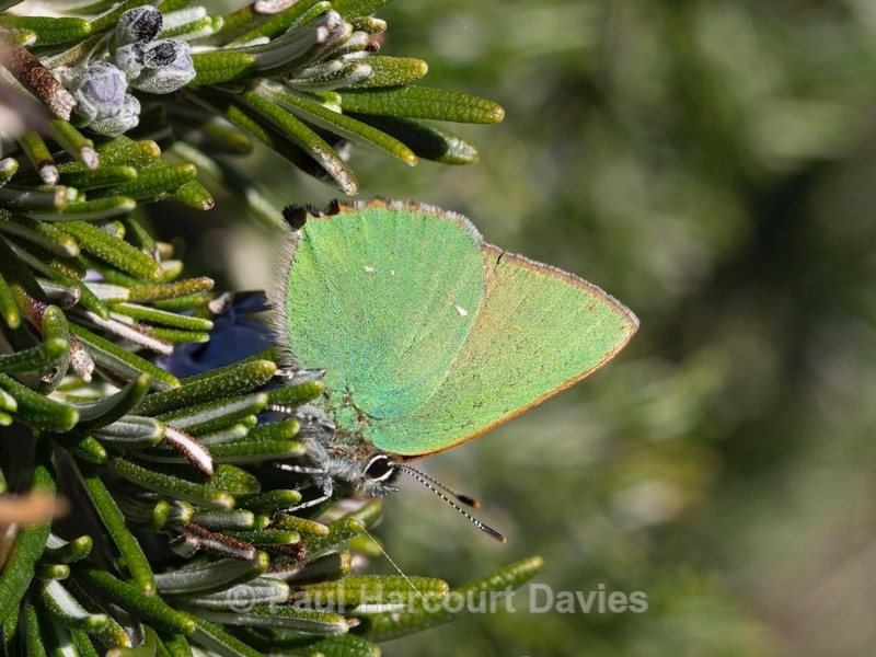 Green hairstreak (Callophrys rubi) Green Hairstreak (Callophrys rubi) - Ten Metres from Home 2021