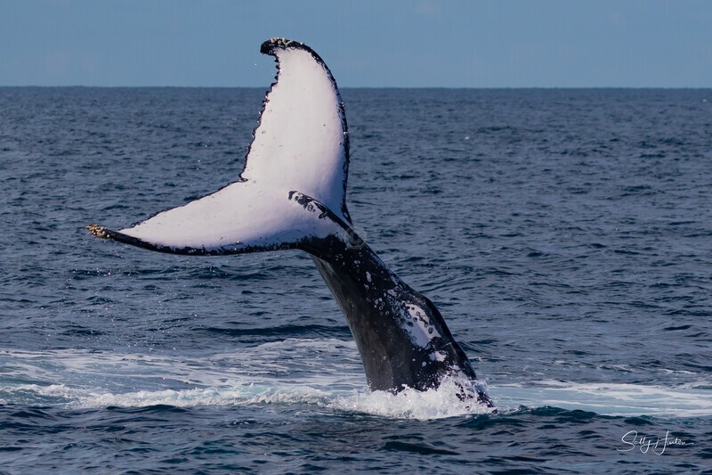 Tall Fluke. 0A3A7553 - Humpback Whales