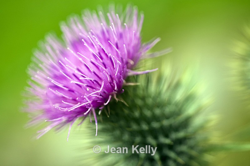 Thistle - 0982 - Purple