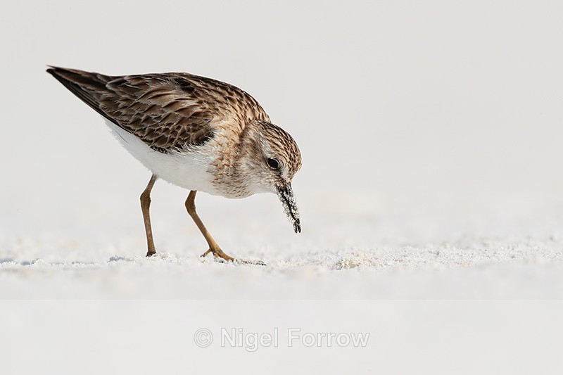 Least Sandpiper foraging on beach, Fort De Soto Park, Florida - Least Sandpiper