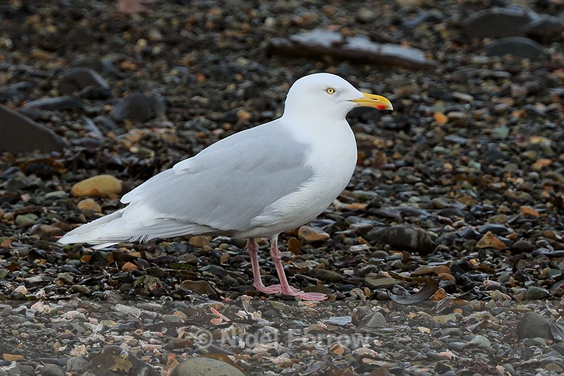Glaucous Gull (adult) standing on a beach, Grundarfjörður, Iceland - Glaucous Gull