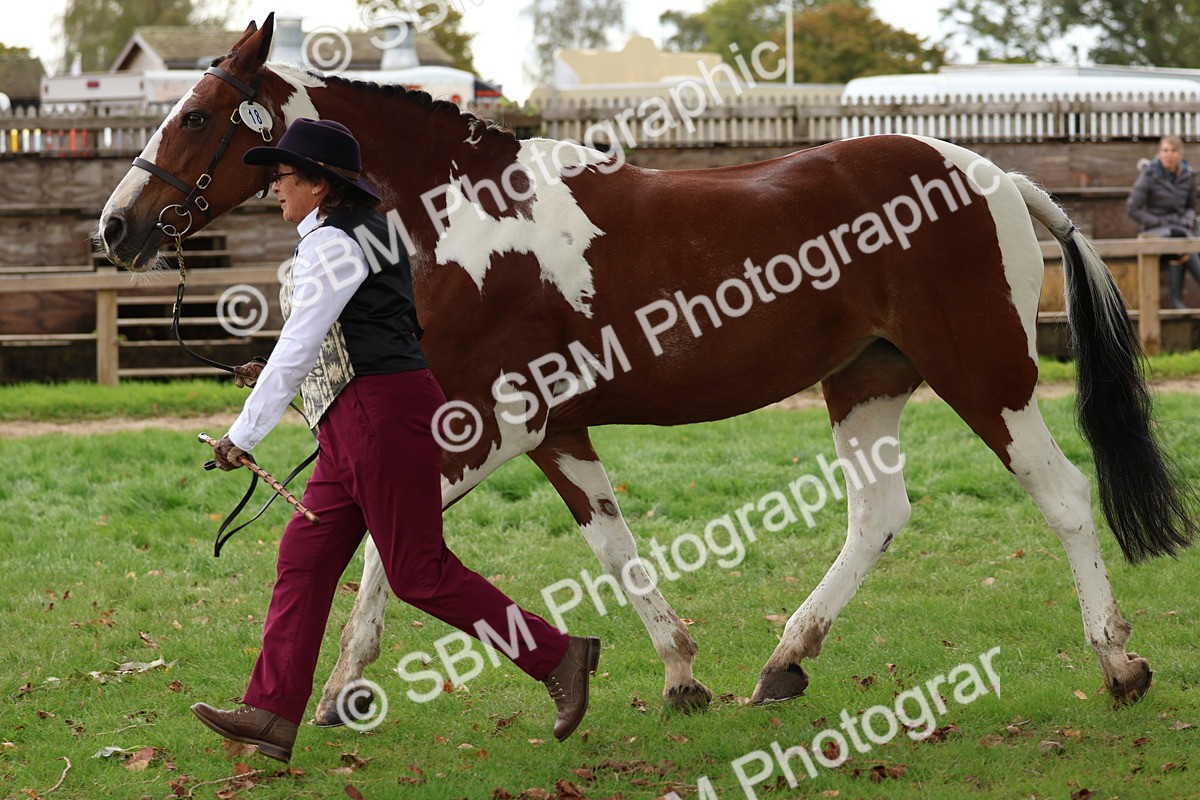 SBM_41724 - S26 - Mature Veteran In Hand