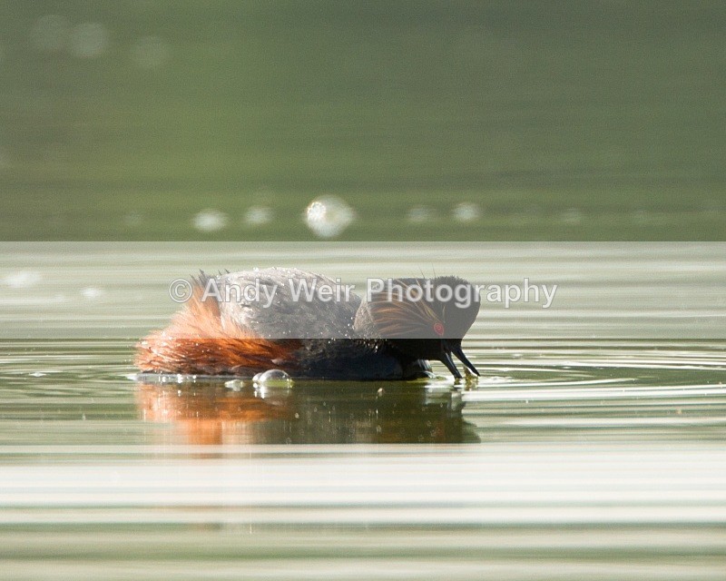 20110416-IMG_3394 - Black-necked Grebe