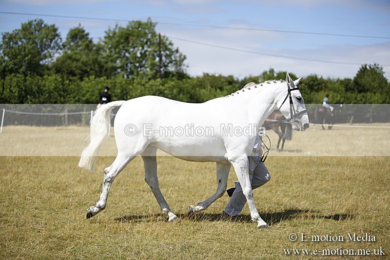 _C7A9715 - BVRC Sow 2018 Ring 2