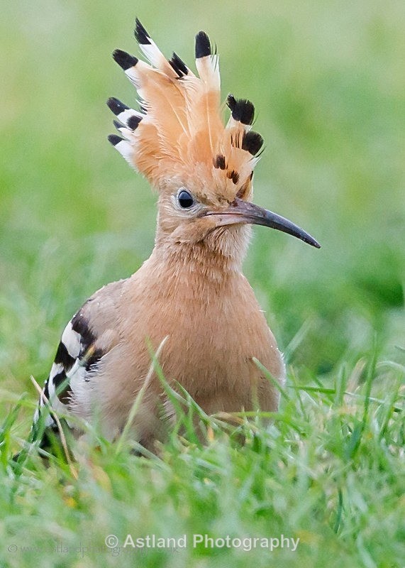 Astland Photography, Bird and Wildlife Images, Susan and Peter Wilson, U.K.