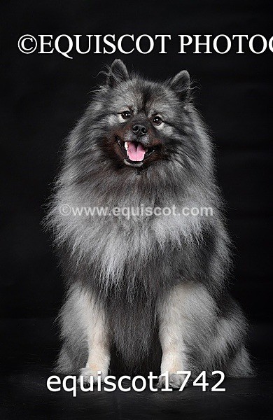 equiscot1742 - HONEY & SHADOW