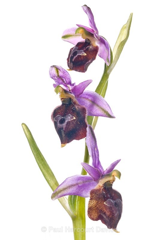  - WB: Orchids - Ophrys