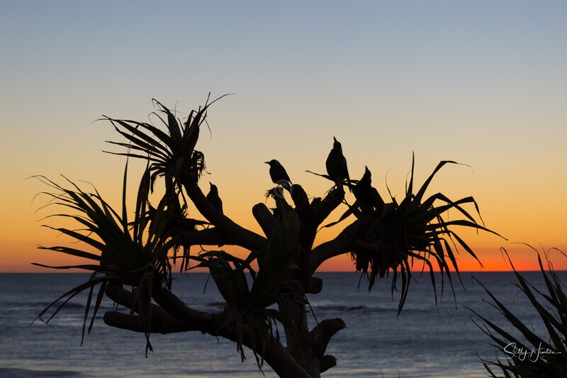 Magpies at Sunrise