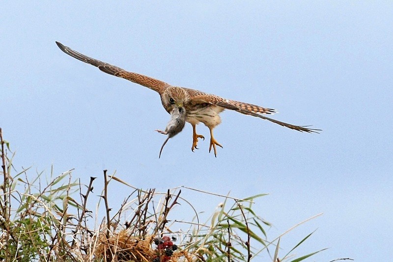 Kestrel with Prey,County Louth - Birds of Prey