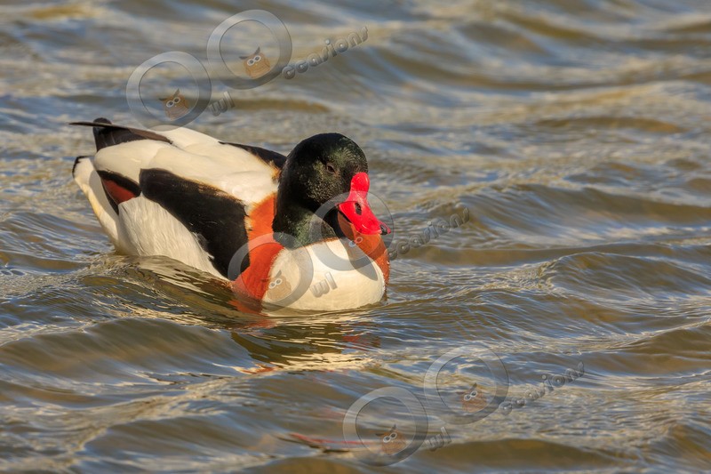 shellduck Tadorna tadorna-5663 - UK birds