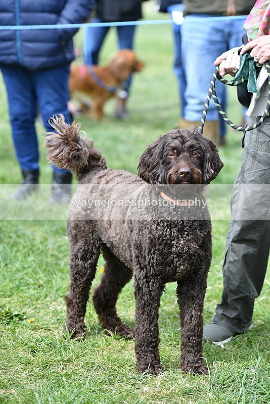 WJ5_9733 - Class 3 Most Handsome Dog