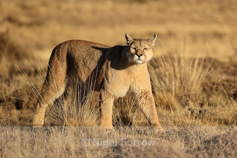 Female Puma pauses and looks, Torres del Paine, Chile - Puma