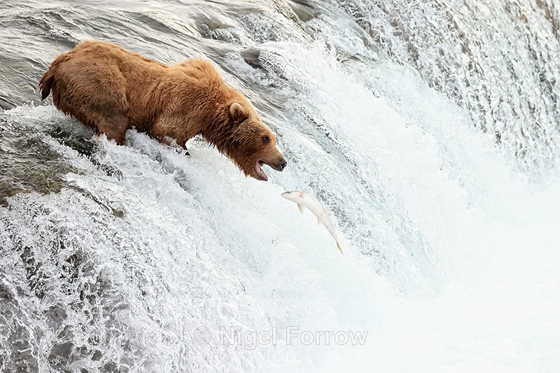 Brown Bear reaches unsuccessfully for jumping salmon, Brooks Falls - Brown Bear