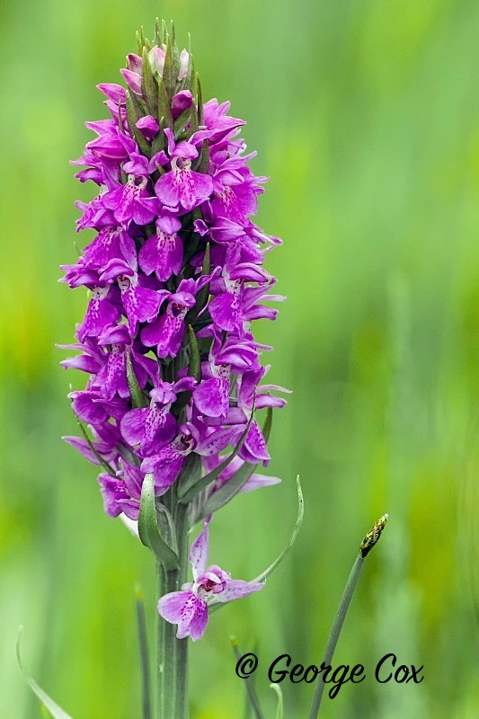 Early Purple Orchid
