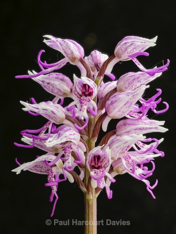Monkey_Orchid (Orchis_simia) - Wild Orchids - 2